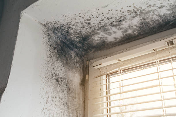 Affordable Basement Mold Removal solutions in Bridgeport, WA