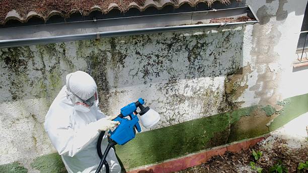 Top rated local Basement Mold Removal specialists in Bridgeport, WA